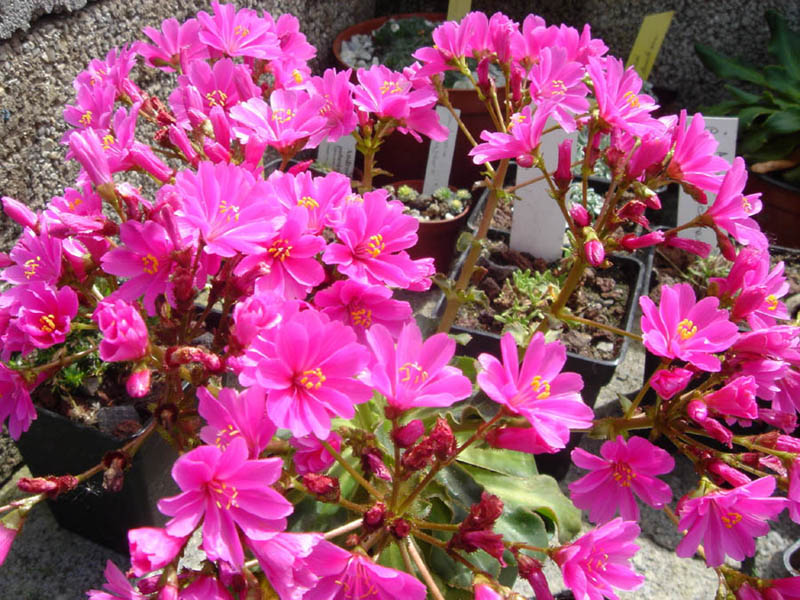 Lewisia cotyledon photo
